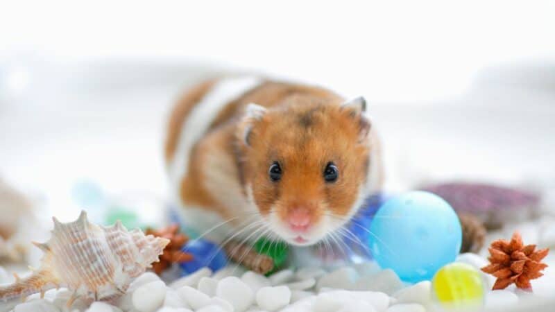 אוגר וגרביל
