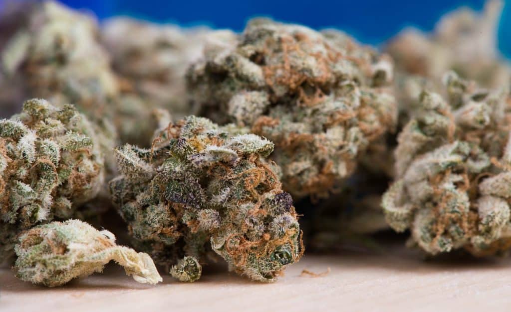 צמח רפואי