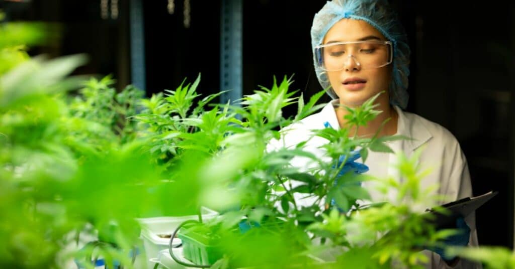 Cbd מה זה
