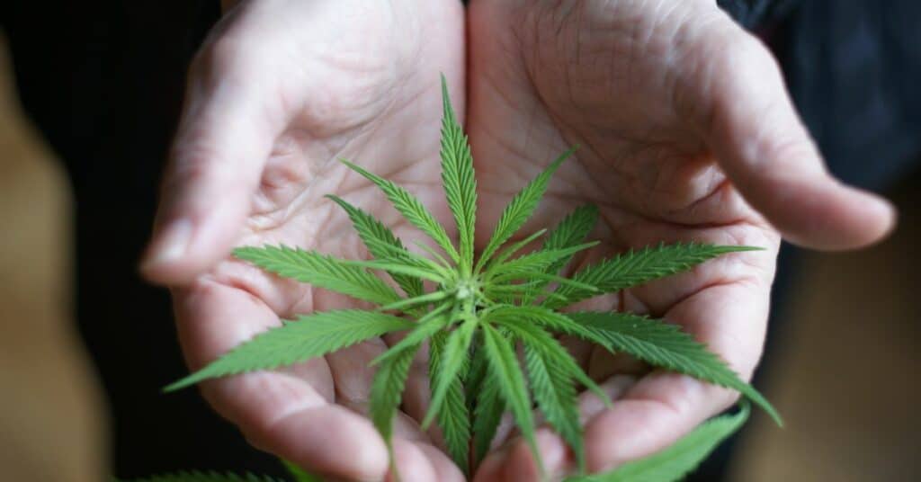 כל מה שצריך לדעת על Cbd