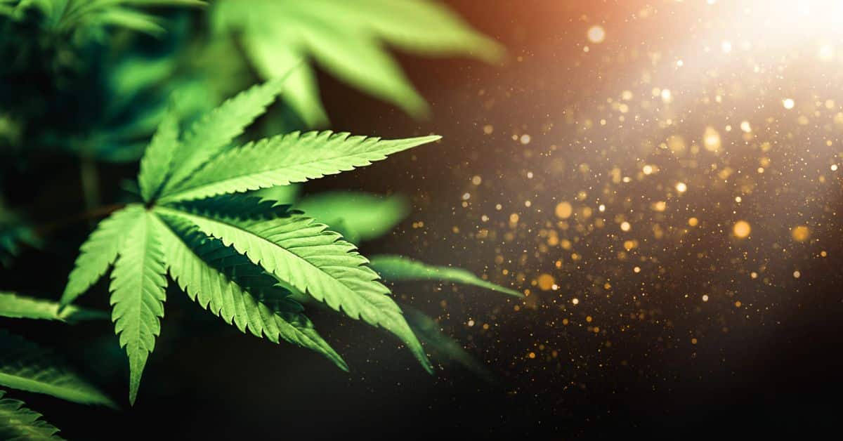 Cbd מה זה